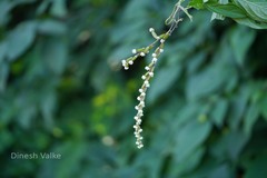 Dioscorea pentaphylla